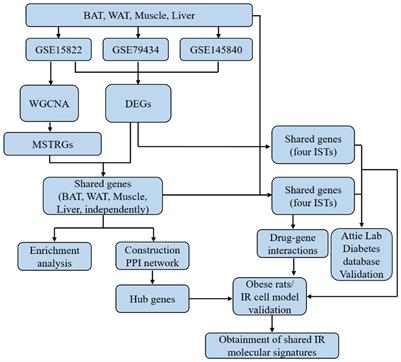 The identification of a novel shared therapeutic target and drug across all insulin-sensitive tissues under insulin resistance